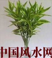 吴忠十二生肖养什么植物最旺财运？你知道吗！